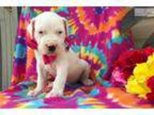 Dogo Argentino Puppy for sale in Lancaster, PA, USA