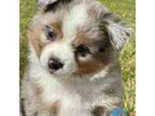 Miniature Australian Shepherd Puppy for sale in Powder Springs, GA, USA