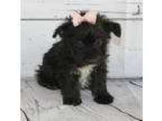Scottish Terrier Puppy for sale in Caulfield, MO, USA
