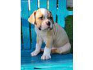 Olde English Bulldogge Puppy for sale in Candor, NY, USA