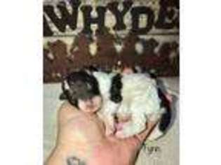 Mutt Puppy for sale in Worden, MT, USA