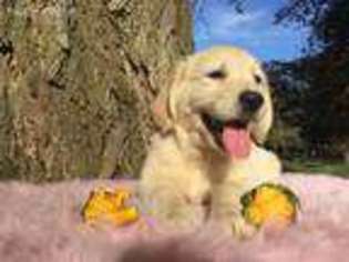 Golden Retriever Puppy for sale in Wernersville, PA, USA