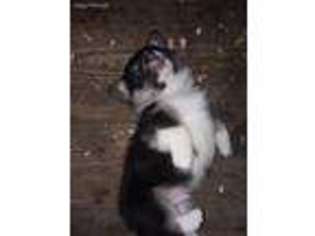 Pembroke Welsh Corgi Puppy for sale in Shelbyville, TN, USA