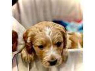 Mutt Puppy for sale in Belton, TX, USA