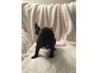 French Bulldog Puppy for sale in Mableton, GA, USA