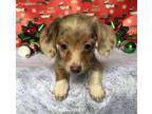 Dachshund Puppy for sale in Gladwin, MI, USA
