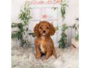 Cavapoo Puppy for sale in Warsaw, IN, USA