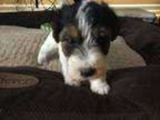 Mutt Puppy for sale in Albemarle, NC, USA