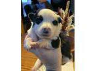 Border Collie Puppy for sale in Lunenburg, VT, USA