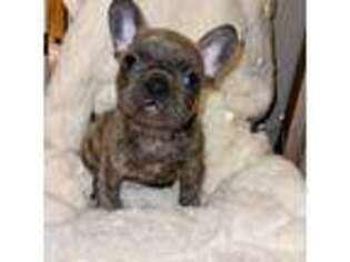 French Bulldog Puppy for sale in Moravia, IA, USA