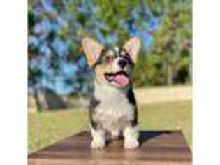 Pembroke Welsh Corgi Puppy for sale in Kissimmee, FL, USA