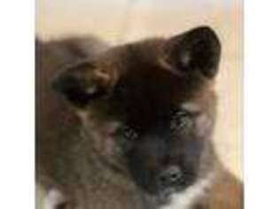 Akita Puppy for sale in Port Ludlow, WA, USA