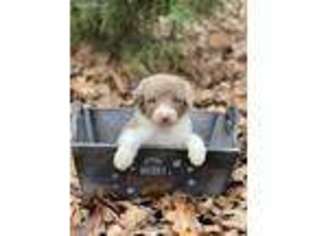 Labradoodle Puppy for sale in Dallas, TX, USA