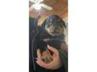 Rottweiler Puppy for sale in Pasadena, MD, USA