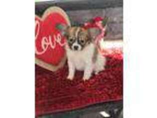 Papillon Puppy for sale in Mayslick, KY, USA