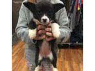 Pembroke Welsh Corgi Puppy for sale in Saint Elmo, IL, USA