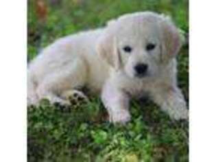 Golden Retriever Puppy for sale in Waterville, MN, USA