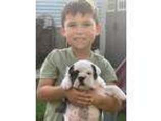 Bulldog Puppy for sale in Waukesha, WI, USA