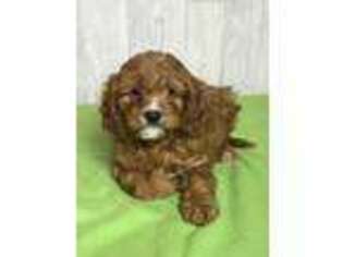 Cavapoo Puppy for sale in Eau Claire, WI, USA