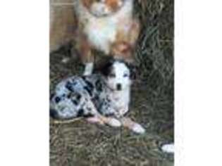 Australian Shepherd Puppy for sale in Boyd, WI, USA
