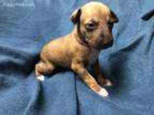 Italian Greyhound Puppy for sale in Belchertown, MA, USA