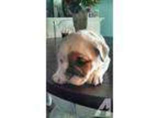Olde English Bulldogge Puppy for sale in WILLARD, MO, USA