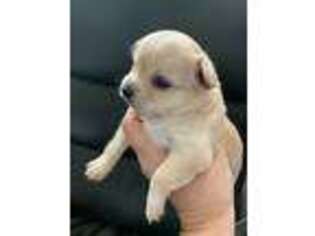 Chihuahua Puppy for sale in Goffstown, NH, USA