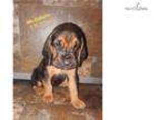 Bloodhound Puppy for sale in Phoenix, AZ, USA
