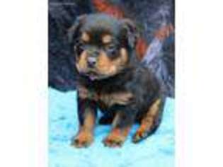 Rottweiler Puppy for sale in Dublin, GA, USA