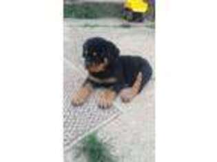 Rottweiler Puppy for sale in Connersville, IN, USA
