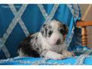 Mutt Puppy for sale in Seymour, IA, USA