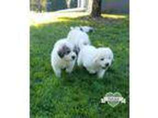 Great Pyrenees Puppy for sale in London, KY, USA