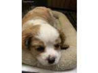Cavalier King Charles Spaniel Puppy for sale in Glendale, AZ, USA