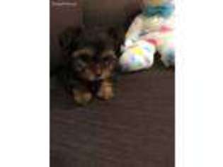 Yorkshire Terrier Puppy for sale in Taft, TN, USA