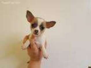Chihuahua Puppy for sale in Vineland, NJ, USA