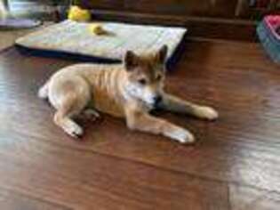 Shiba Inu Puppy for sale in Katy, TX, USA