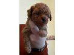 Mutt Puppy for sale in Tioga, PA, USA