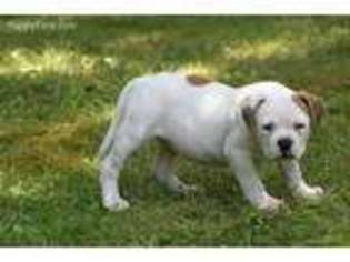 American Bulldog Puppy for sale in Parkman, OH, USA