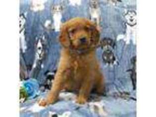 Golden Retriever Puppy for sale in Dornsife, PA, USA