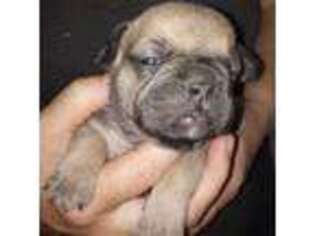 French Bulldog Puppy for sale in Seligman, AZ, USA