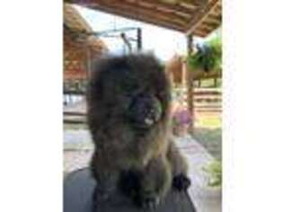 Chow Chow Puppy for sale in Enoree, SC, USA