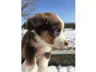 Australian Shepherd Puppy for sale in Andover, NJ, USA