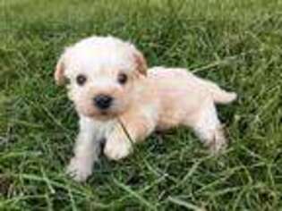 Schnoodle (Standard) Puppy for sale in Bend, OR, USA