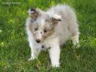 Shetland Sheepdog Puppy for sale in Nunn, CO, USA