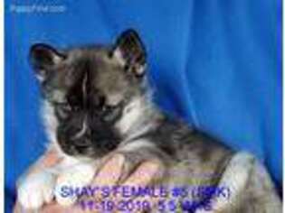 Siberian Husky Puppy for sale in Manilla, IA, USA
