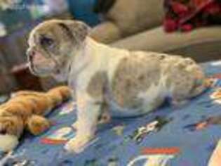 Bulldog Puppy for sale in El Reno, OK, USA