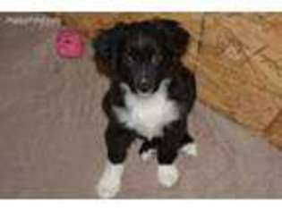 Miniature Australian Shepherd Puppy for sale in Norco, CA, USA