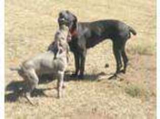 Weimaraner Puppy for sale in Peyton, CO, USA