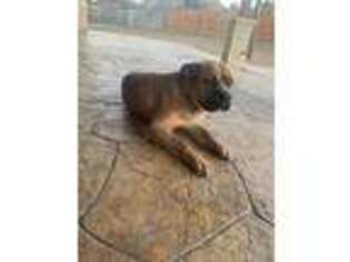 Cane Corso Puppy for sale in Cedar Hill, TX, USA