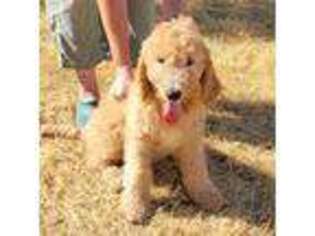 Goldendoodle Puppy for sale in Copperopolis, CA, USA